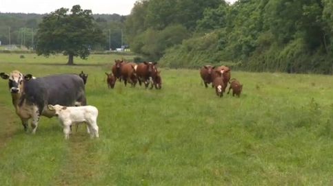 Un veterinario calma a sus vacas... ¡con ópera!