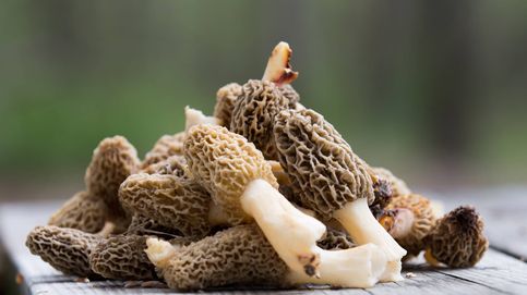 Setas y hongos gourmet que merece la pena incluir en tu dieta