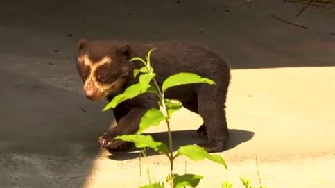 Un oso de anteojo recién nacido causa sensación en el zoo de Amberes