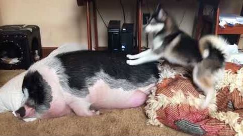 El vídeo viral de un perro intentando despertar a un cerdo