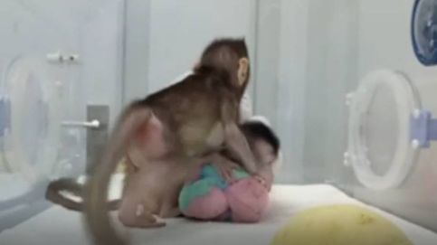 China anuncia la primera clonación de primates del mundo