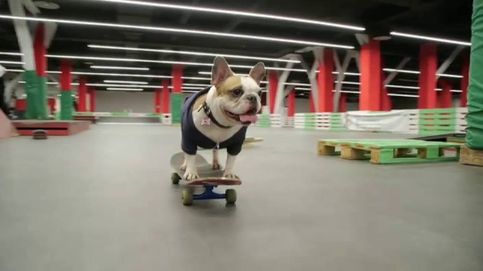 Cuatro patas y sobre cuatro ruedas: 'skateboard' perruno en Rusia