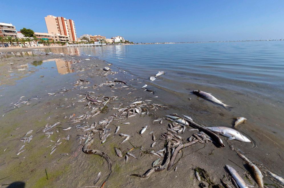 Foto: Miles de peces muertos en una playa del Mar Menor. (EFE)