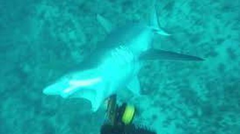 Un pescador graba el momento en el que un tiburón le ataca en Australia