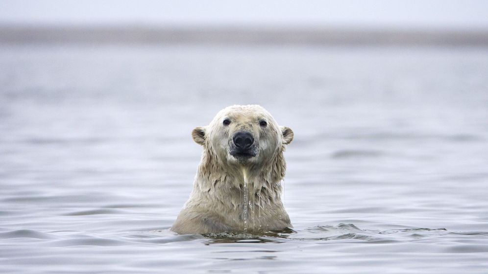 Foto: Un oso polar juega en el agua de Alaska después de haber migrado de su habitat natural por el cambio climático. (EFE)