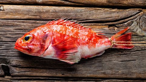 Cabracho: de pez de roca a pescado 'gourmet' (y 4 recetas)