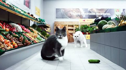 Los gatos hacen la compra en el supermercado: un divertido anuncio que rompe la Red