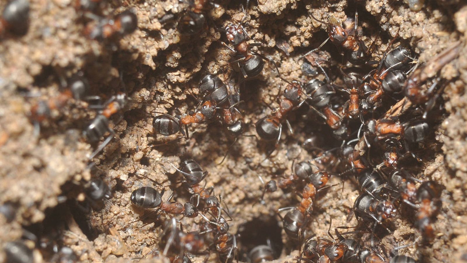 colonia de hormigas locas
