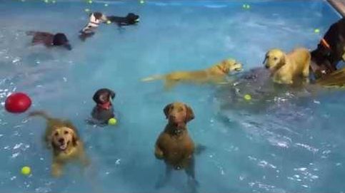 En una fiesta de perros en la piscina, él es el asocial