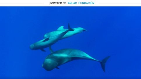 Calderón tropical, el cetáceo más rápido en las profundidades del mar