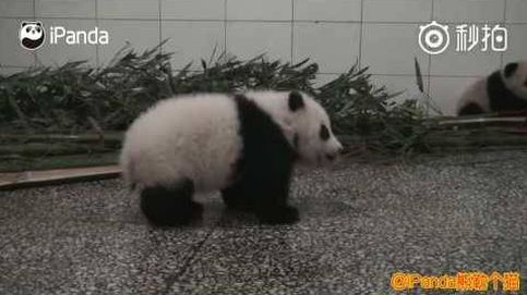 El vídeo de una cría de oso panda con hipo arrasa en China