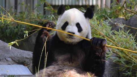 A los pandas no les gusta el sexo: la solución de los zoos para salvar la especie