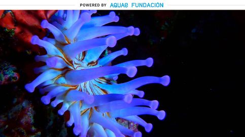 Este animal marino tiene 90 tentáculos y adopta hasta 25 colores distintos