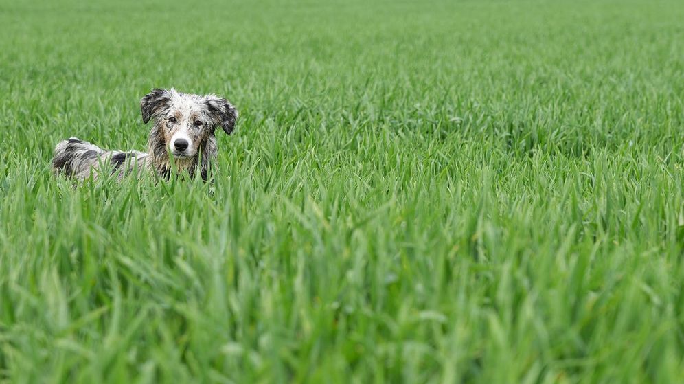 Foto: Los perros más jóvenes comen más hierba que los mayores, según los investigadores. (Pixabay)