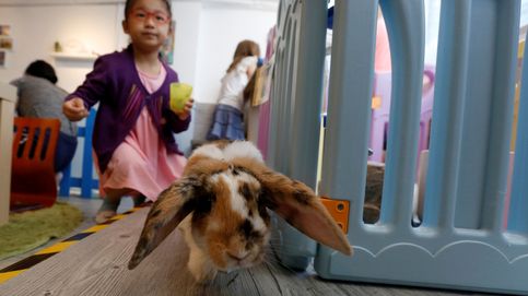 Rabbitland, tomarte un café mientras juegas con un conejo ya es posible en Japón