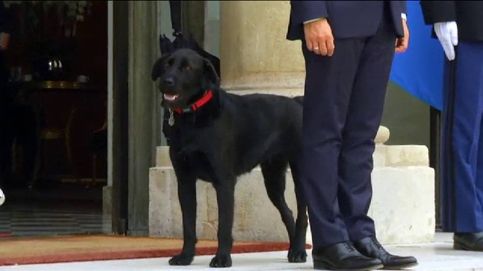 El perro de Macron se orina en plena reunión