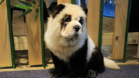 El dueño de un polémico bar de China transforma a sus perros en pandas