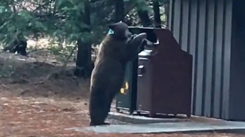Alerta en el parque de Yosemite por la presencia del oso negro