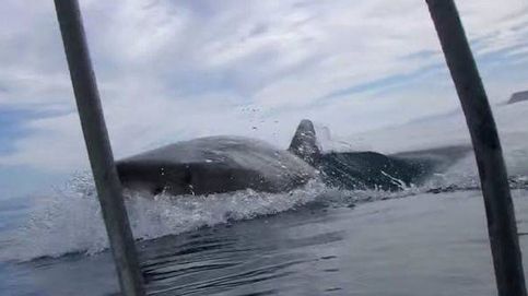Graba en directo el ataque de un tiburón blanco a unos submarinistas