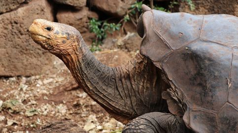 Diego, la tortuga inseminadora que ha salvado la especie