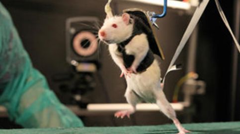 Ratas parapléjicas que vuelven a correr