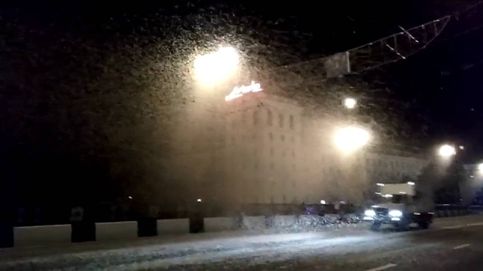Nubes de insectos cubren las farolas de uns ciudad bielorrusa