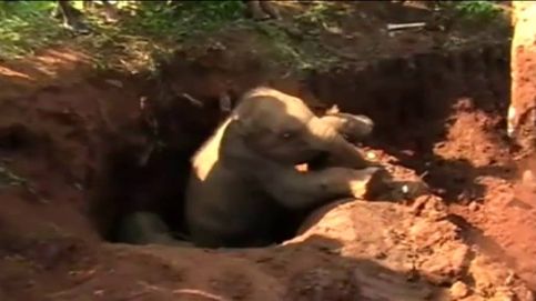 Rescatan a dos elefantes bebés en Sri Lanka después de pasar varias horas atrapados