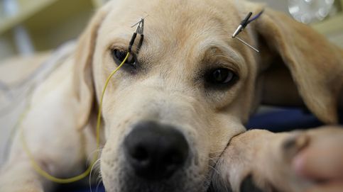 La acupuntura animal es una realidad... y en China lo saben muy bien