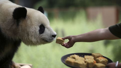 ¿Por qué es tan difícil que nazca un oso panda?