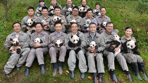 Nacen seis pares de gemelos de oso panda en China 