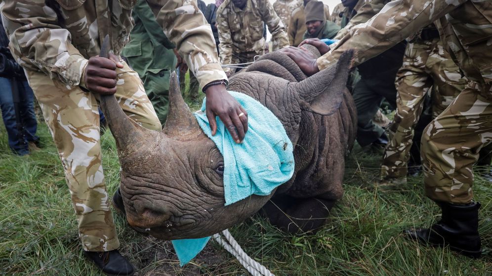 Foto: Los rinocerontes en Kenia tambiÃ©n son perseguidos por los furtivos (EFE/Dai Kurokawa)