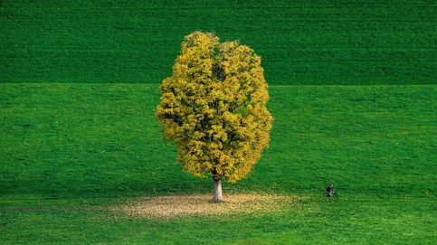 Convertirse en un árbol como alternativa a ser enterrado