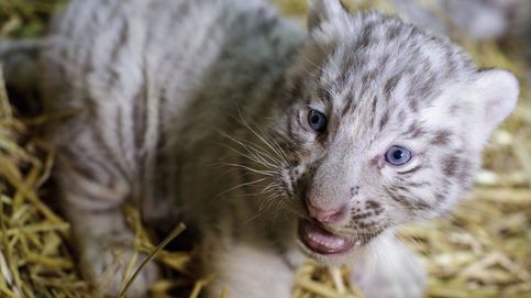 Un tigre blanco da a luz a cuatro cachorros en China