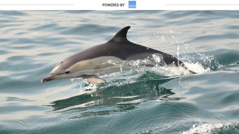 El delfín, la maravilla animal venida del Atlántico