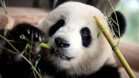 Ocho crías de oso panda dan la bienvenida al Año Nuevo Chino