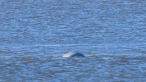 Avistada una ballena beluga en el río Támesis