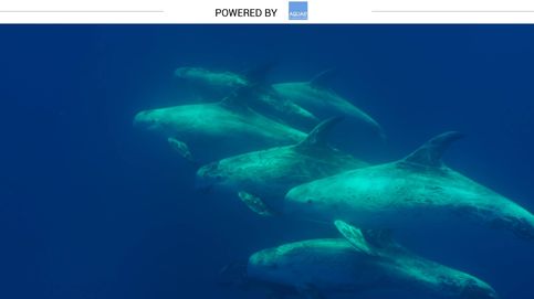 Así es el calderón gris: el delfín al que le cambia la piel