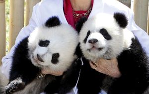 La Reina visita a los pandas del Zoo de Madrid