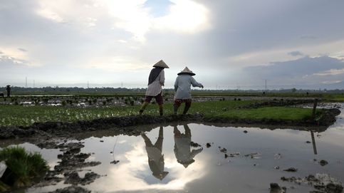Plantación de arroz en Indonesia y vacunación anual en caballos: el día en fotos
