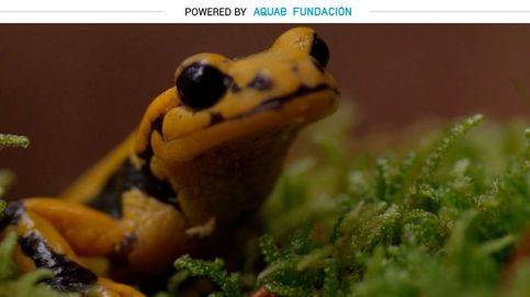 Salamandra, el anfibio sedentario: solo se mueve para parir