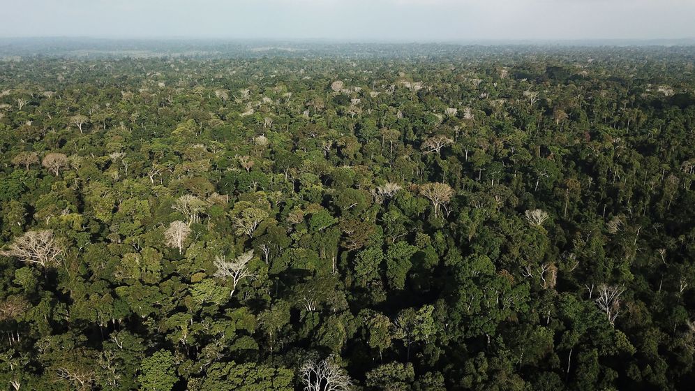 Foto: ¿Han encontrado El Dorado? Hallan una ciudad perdida en la selva colombiana. (Reuters)