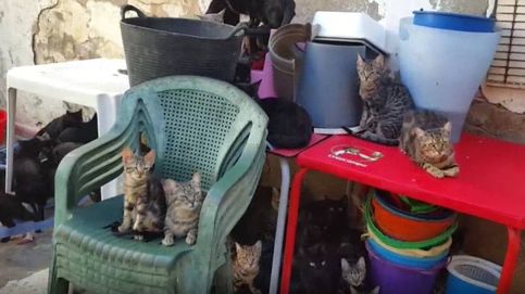 Rescatan a un centenar de gatos en Málaga