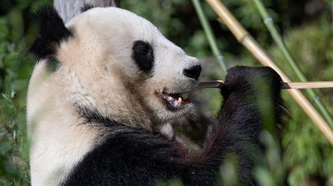 Primera cría de oso panda gigante que nace en Corea del Sur
