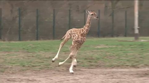 'Baby Ella', la nueva estrella del zoo de Berlín