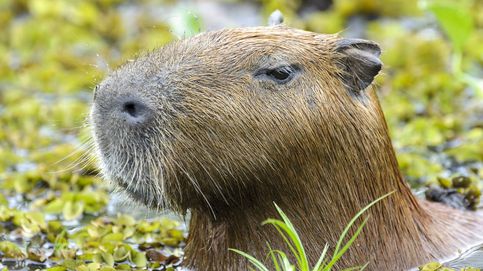 ¿Qué está pasando en internet con las capibaras? Las razones que han encumbrado a este roedor
