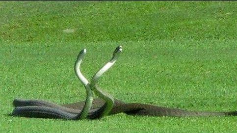 Impresionante pelea entre dos serpientes en un campo de golf