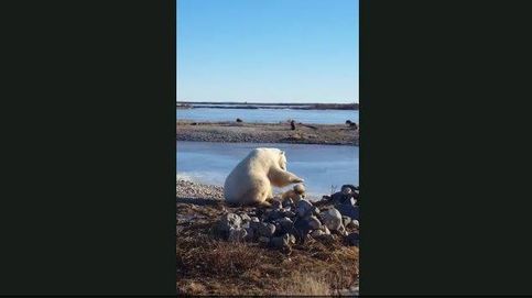 El momento en el que un oso polar acaricia a un perro y acaba mal