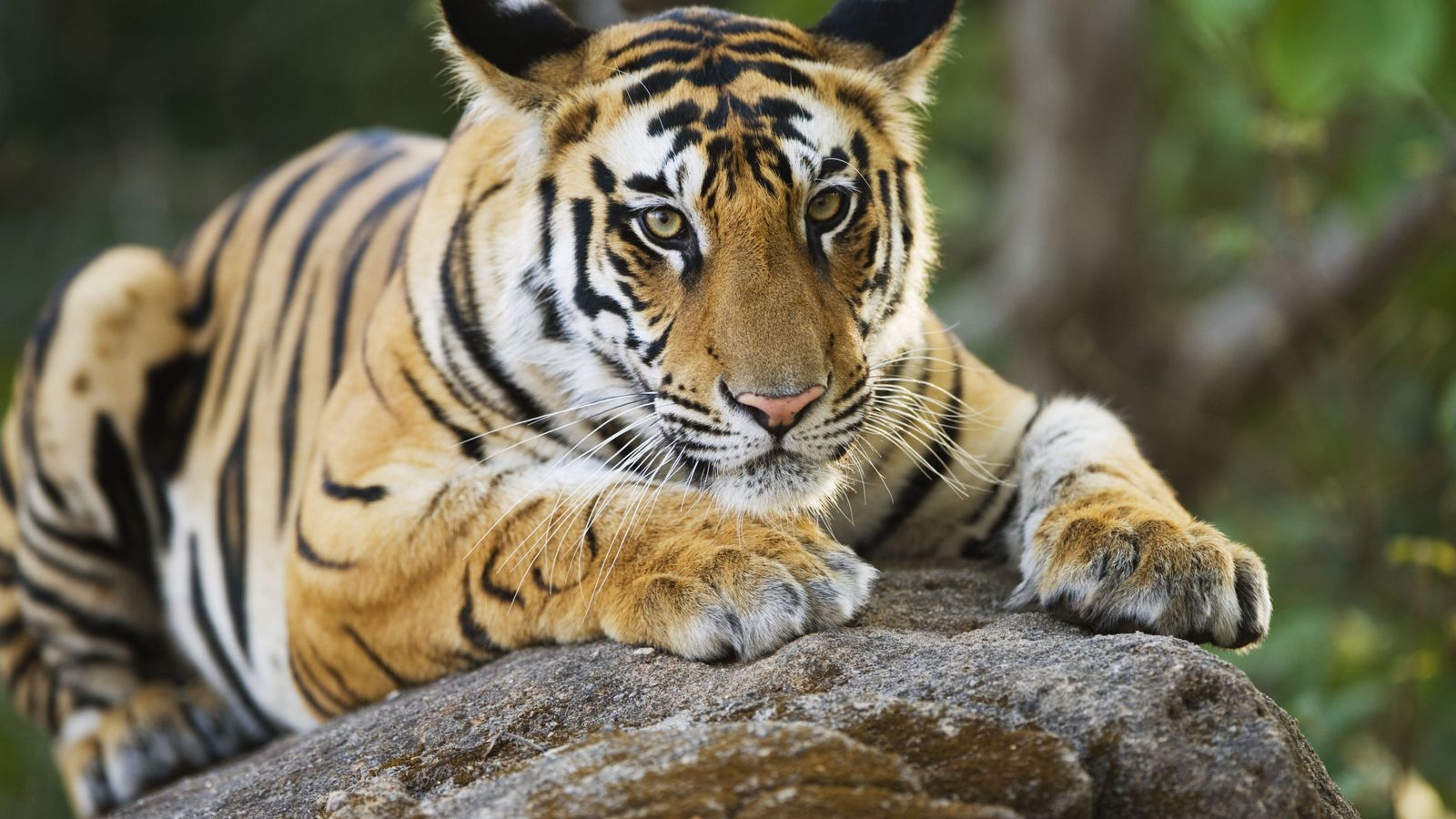 Tigres Animal : Journée mondiale du tigre: toujours menacée, la ...