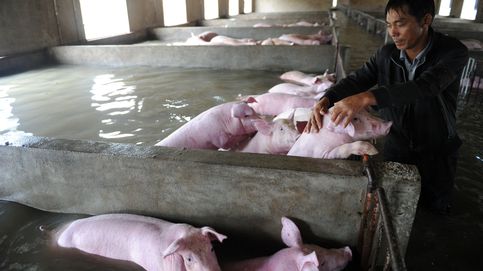Un granjero se despide llorando de sus cerdos  en plenas inundaciones