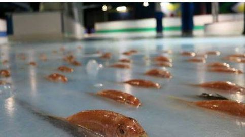 Una pista de hielo sobre peces muertos: explota la protesta contra el parque japonés Freezing Port